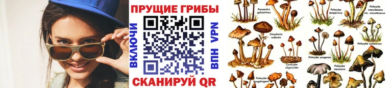 Псилоцибиновые грибы Psilocybe Муравленко